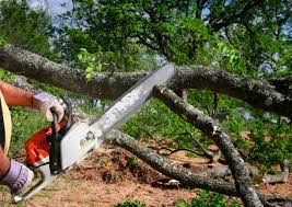 Best Tree Removal  in Cave City, AR