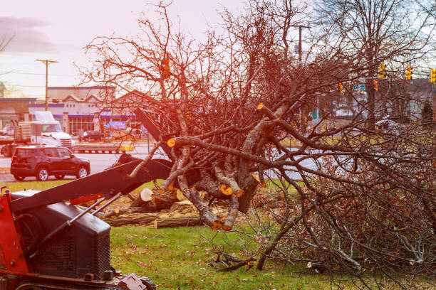 Best Tree Trimming and Pruning  in Cave City, AR