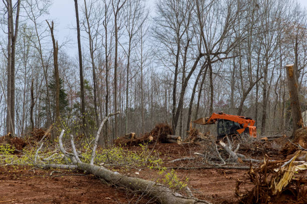 Best Storm Damage Tree Cleanup  in Cave City, AR