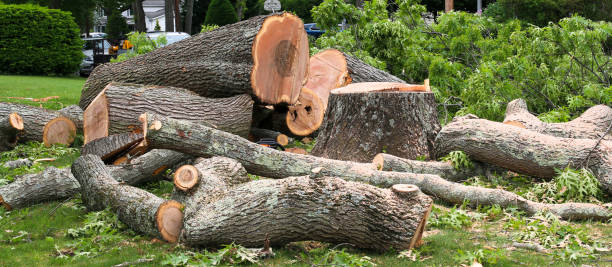 Best Root Management and Removal  in Cave City, AR