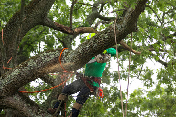 Best Emergency Tree Removal  in Cave City, AR