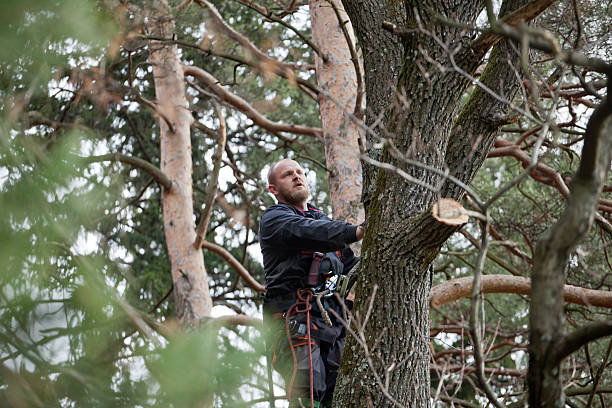 Best Hazardous Tree Removal  in Cave City, AR